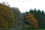 Mustard Trees