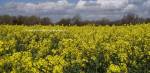 **Mustard Fields **