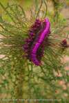 Mutant Thistle