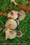 Old Inocybe