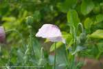 Opium Poppy