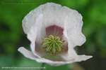 Opium Poppy 2
