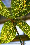 Parasol leaves