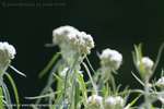 Pearly Everlasting