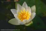 Perfect Waterlily