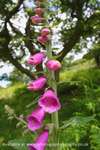 Pink Trumpets