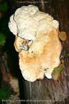 Popcorn Fungi