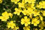 Potentilla Reptans