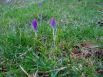 Purple Crocus