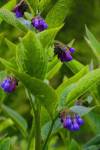 Purple Drops
