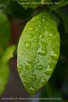 Rain on Rose Leaves 2