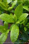 Rain On Rose Leaves 3