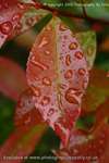 Rain On Rose Leaves 4