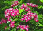 Rainy Hawthorn