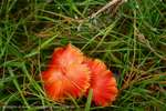 Red Fungi Two