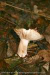 Red Leaf Mushroom