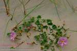 Sand Flowers