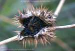 Seeds Of Thornapple