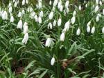 Snowdrops