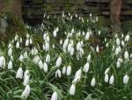 Snowdrops and Trees