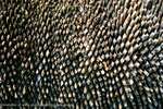 Spiney Spine