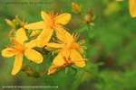 St Johns Wort