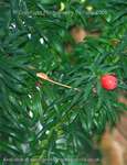Taxus Baccata Yew
