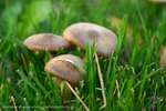 The Gang Inocybe