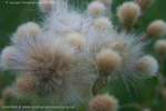 Thistle Fluff Green