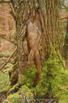 Tree Lover
