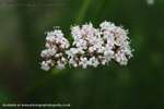 Valeriana Officinalis