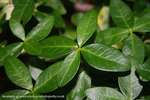 Vinca Fingers