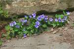 Wall Flowers