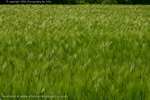 Wheat Field