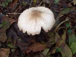 White Shroom