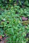 Wild Opium Lettuce