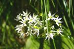 Wild Garlic