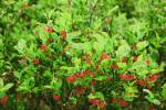 WindBerries