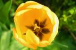 Yellow Tulip