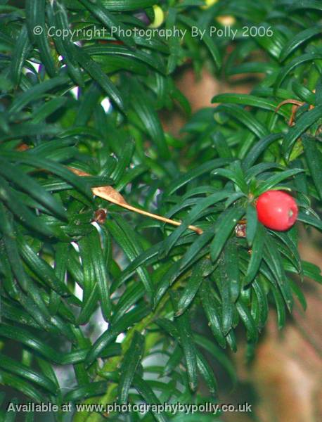 Taxus Baccata Yew