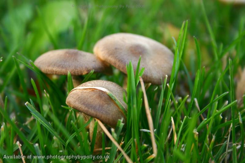 The Gang Inocybe