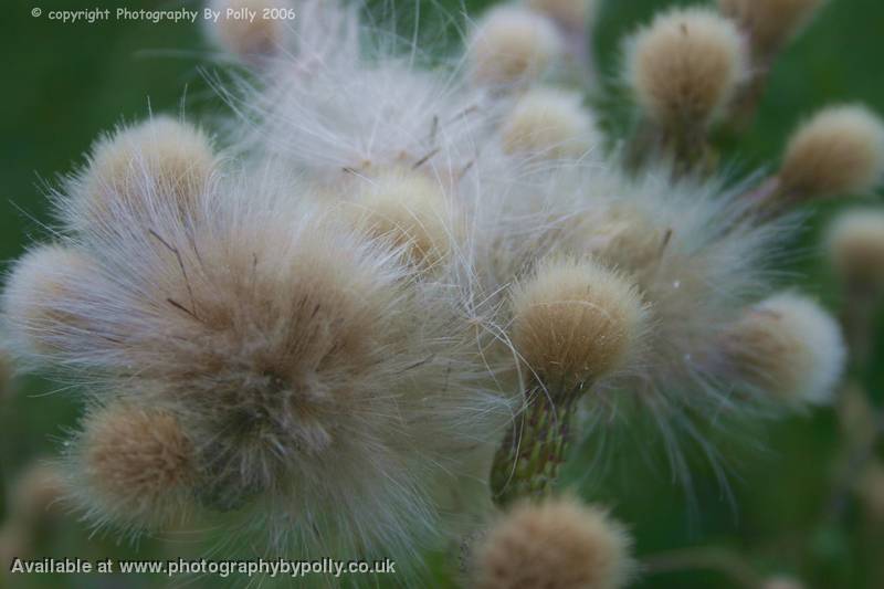 Thistle Fluff Green