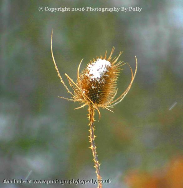 Thistle Snow