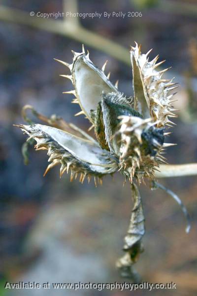 Thornapple Star