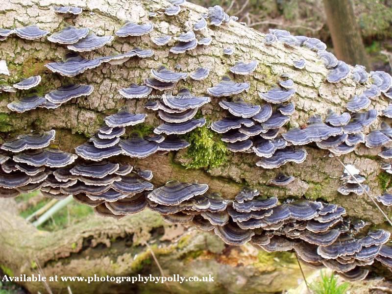 Tree Fungi