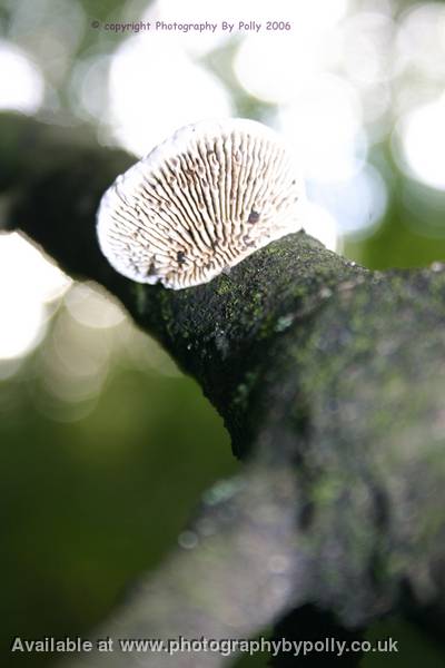 Tree Gills