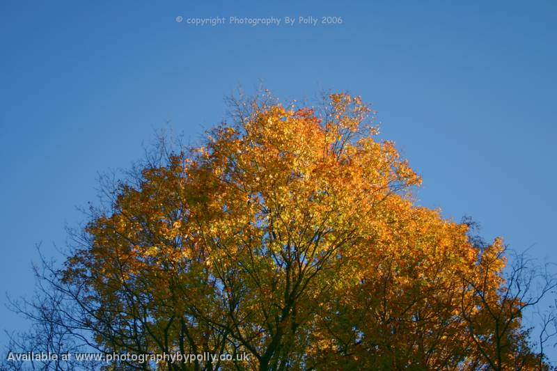 Tree Top Gold