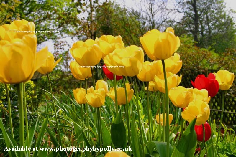 Tulips