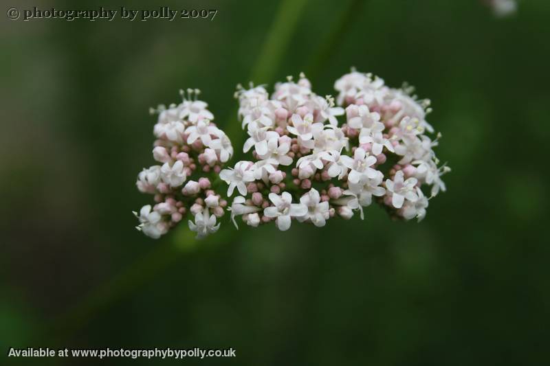 Valeriana Officinalis