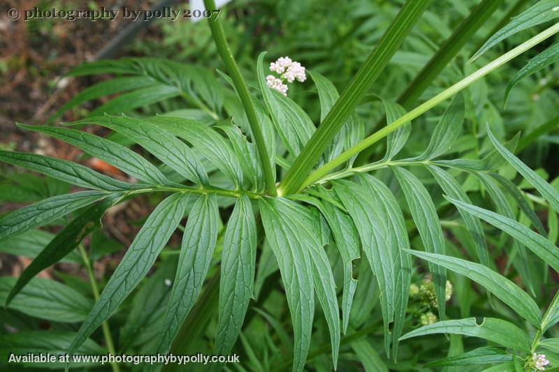 Valerian Leaf